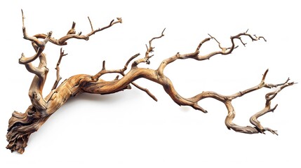 Obraz premium Dry twisted jungle branch isolated on white background