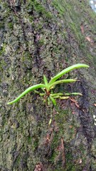 Orchids that occur naturally in Thailand
