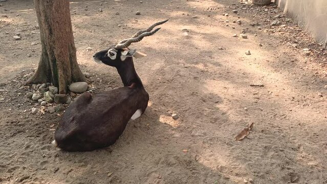 Nile lechwe (Kobus megaceros)