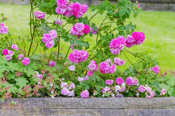 Flowers. Beautiful, vivid, colorful roses