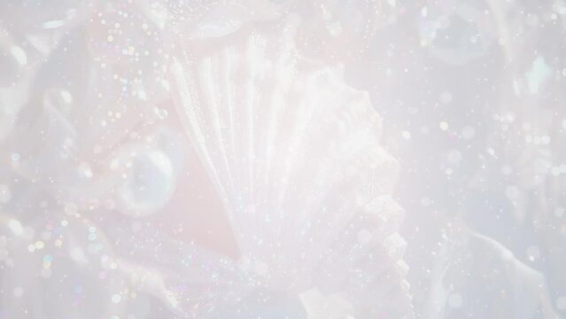 美しい貝殻 幻想的 BG143a 01