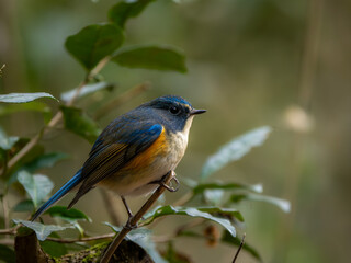 Fototapeta premium 森の中で枯れ木に留まっているルリビタキの雄