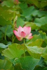 Close-up of lotus flowers blooming in the lake