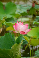 Close-up of lotus flowers blooming in the lake