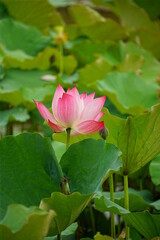 Close-up of lotus flowers blooming in the lake