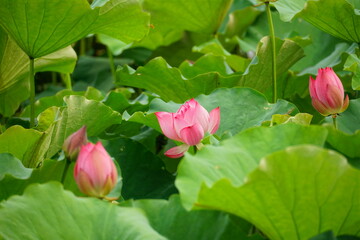 Close-up of lotus flowers blooming in the lake