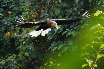 bird in the nest © pushpasen