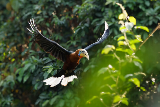 eagle in flight