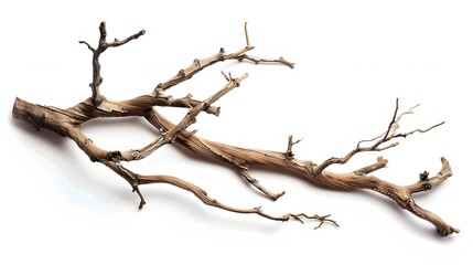 Obraz premium Dry twisted jungle branch isolated on white background