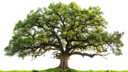 A majestic oak tree with sprawling branches and lush green leaves, standing alone with no background