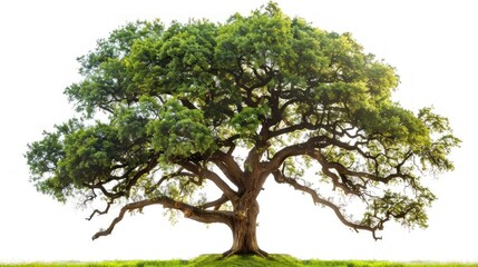 A majestic oak tree with sprawling branches and lush green leaves, standing alone with no background