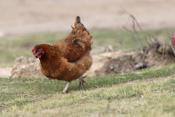 range chicken