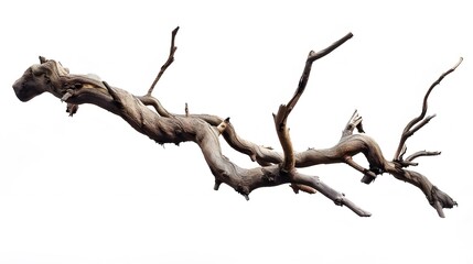 Fototapeta premium Dry twisted jungle branch isolated on white background