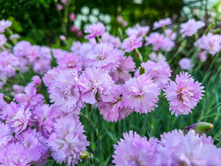 Obraz premium pink and white dianthuses flowers