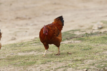 rooster on the farm