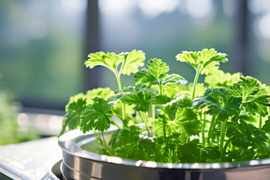 Gem&uuml;se Kr&auml;uter Petersilie im Gew&auml;chshaus aus Glas Hintergrund