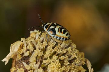 chinche de las crucíferas (Eurydema Ornata)