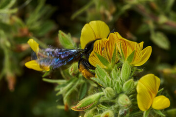 abejorro carpintero europeo (zylocopa violacea)