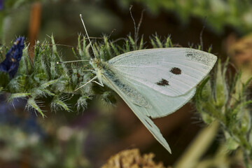 mariposa blanca euroasiática de la col (pieris rtapae) 