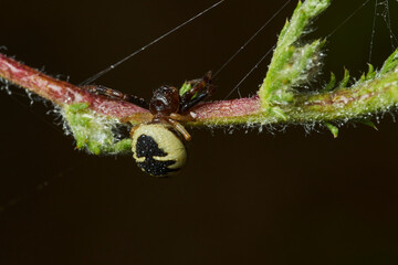araña Napoleón, araña cangrejo, (Synema globosum)