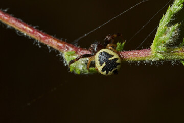 araña Napoleón, araña cangrejo, (Synema globosum)