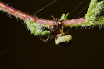 araña Napoleón, araña cangrejo, (Synema globosum)