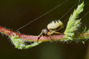 araña Napoleón, araña cangrejo, (Synema globosum)