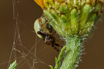 araña Napoleón, araña cangrejo, (Synema globosum)