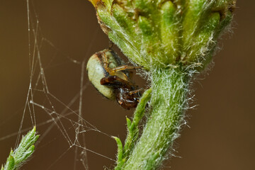 araña Napoleón, araña cangrejo, (Synema globosum)