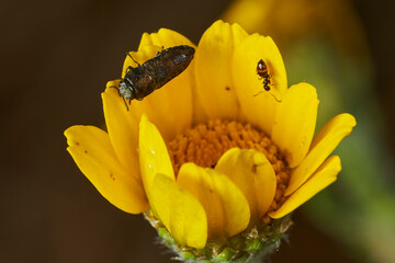 escarabajo barrenador metálico (Acmaeodera neglecta) 