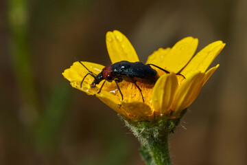escarabajo de collar rojo (Dinoptera collaris)