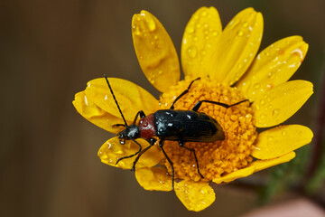 escarabajo de collar rojo (Dinoptera collaris)