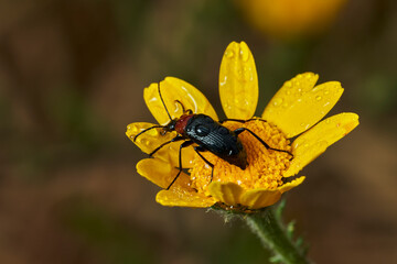 escarabajo de collar rojo (Dinoptera collaris)