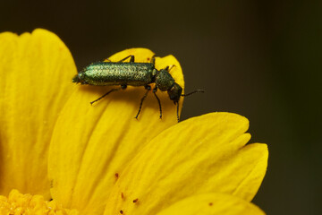 escarabajo verde (psilothrix viridicoerulea)