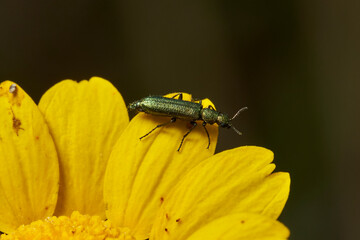 escarabajo verde (psilothrix viridicoerulea)
