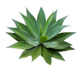 aloe vera plant isolated