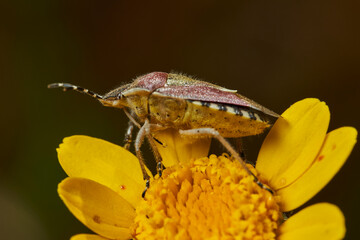 chinche de la fresa (dolycoris bacarrum)