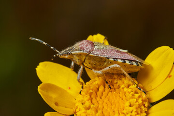chinche de la fresa (dolycoris bacarrum)