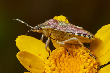 chinche de la fresa (dolycoris bacarrum)