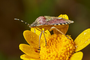 chinche de la fresa (dolycoris bacarrum)