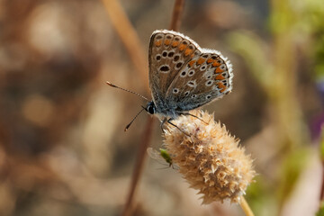 chinche de la fresa (dolycoris bacarrum)