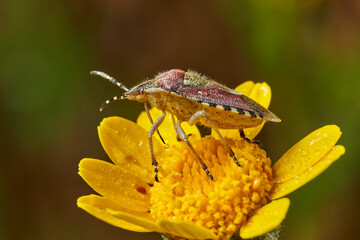 chinche de la fresa (dolycoris bacarrum)