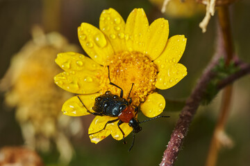 escarabajo de collar rojo (Dinoptera collaris)