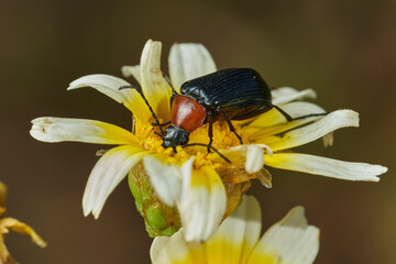 escarabajo de collar rojo (Dinoptera collaris)