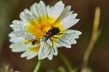 escarabajo de collar rojo (Dinoptera collaris)