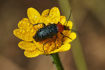escarabajo de collar rojo (Dinoptera collaris)