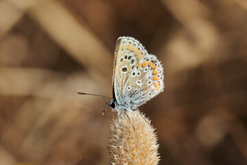 mariposa morena común (Aricia cramera) 