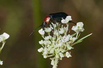 escarabajo de collar rojo (Dinoptera collaris)