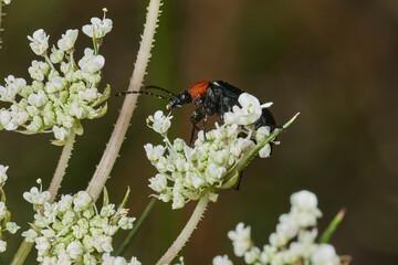 escarabajo de collar rojo (Dinoptera collaris)