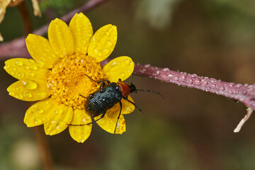 escarabajo de collar rojo (Dinoptera collaris)